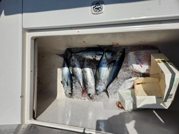 Box full of tuna!