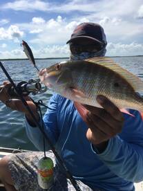 Mutton snapper on lures are lots of fun