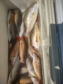 Yankeetown Report Photo 1