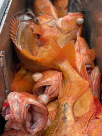 New for 2023 15 bottom fish limit per pe