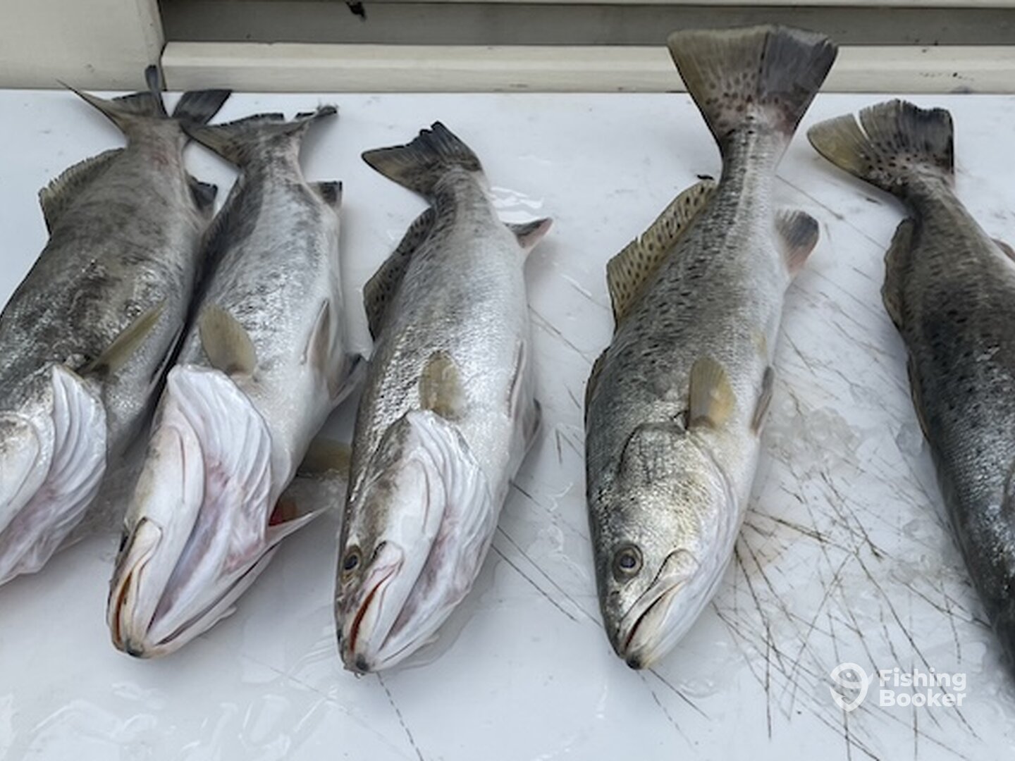 Bolivar Peninsula Report Photo 0
