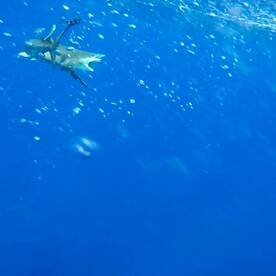 Le Morne Report Photo 1