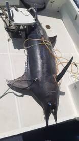 Big blue marlin 
