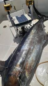 Le Morne Report Photo 1