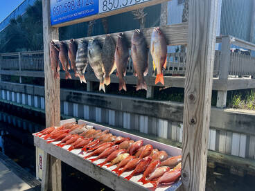 Destin Report Photo 1