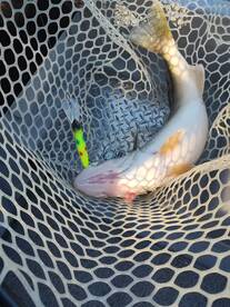 Lakeside Marblehead Report Photo 1