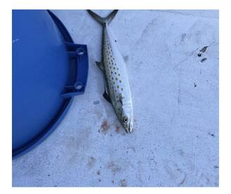 Orange Beach Report Photo 1