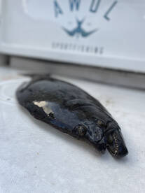 Bay fishing/Halibut trips/yellowtail