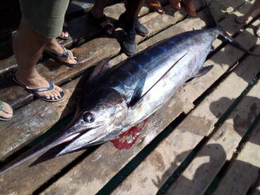 second marlin of the season.