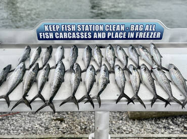 Shalimar Report Photo 1