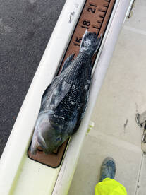 Charleston Report Photo 1