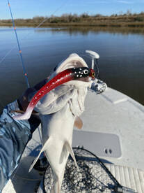 Galveston Report Photo 1