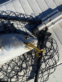 2023 Seaseon at Tail Spotter Guide Servi