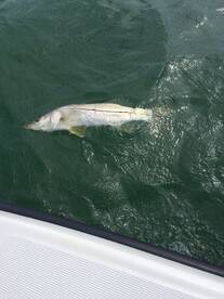 Spotted Seatrout here in the Lower Keys