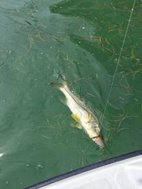 Big Pine Key Report Photo 2