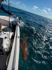 Miss our tarpon but still got something 