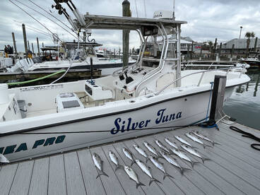 Mackerel have made an appearance!