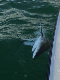 Bay Pines Report Photo 2