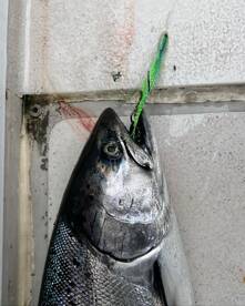 Good chinook bite lately