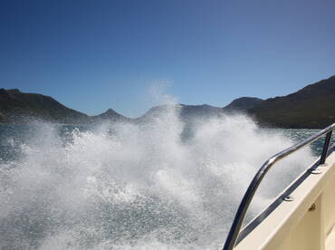 Feeding Yellow Fin Tuna March 2023