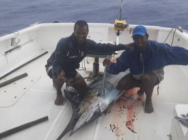 Early Blue Marlin 
