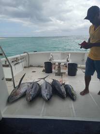 Albacore and yellowfin tunas