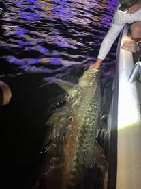 Late March Tarpon Report