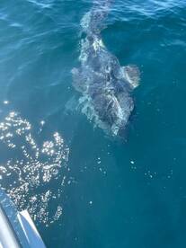 Ocean sunfish