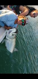 The tarpon saga continues!