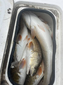 South Padre Island Report Photo 1