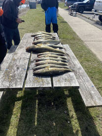 Detroit River Walleye is heating up!!