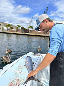 King fish and filleting skills