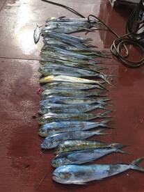 Atlantida punta cana foshing