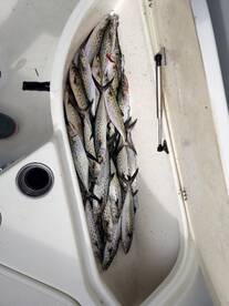 Murrells Inlet Report Photo 2