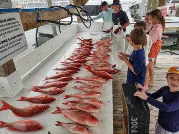 Vermilion Snapper Bottom Fishing