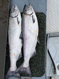 Spring chinook are here 