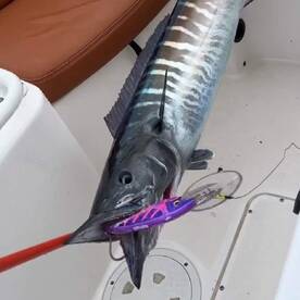 April Bite Cartagena Colombia Fishing