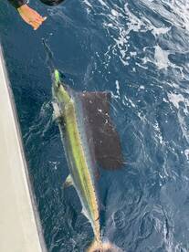 Dania Beach Report Photo 1