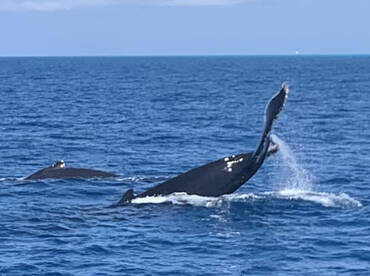 Sandys Report Photo 2