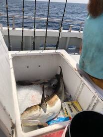 Cobia in the icebox