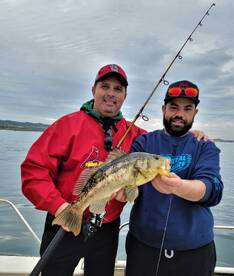 Figures Cardinal Fan would 