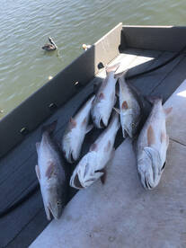 Rockport Report Photo 1