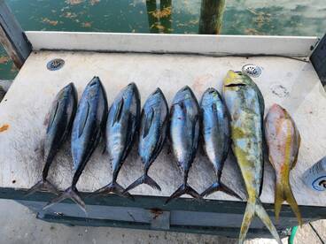 Good day with tuna and mahi!!