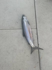 Algoma Report Photo 1