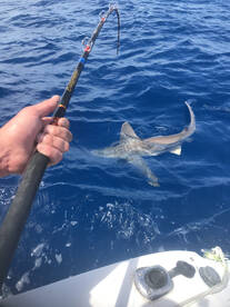 North Myrtle Beach Report Photo 2