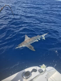 North Myrtle Beach Report Photo 1