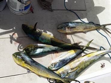 mahi mahi