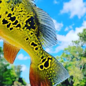 Want to get out of the wind and catch fi