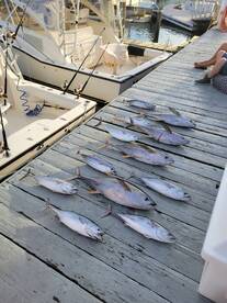 First tuna of the season! 