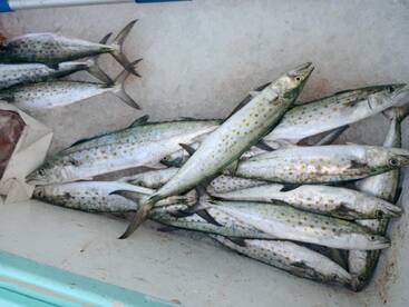 Destin Report Photo 2